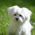 630f3a4bcb68e8497d9b6707b42baaa2